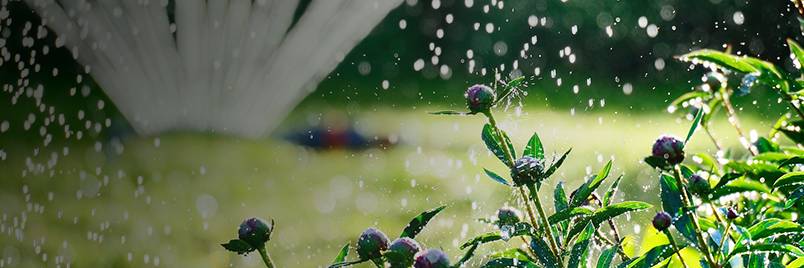 Landscape & Outdoors Landscape & Outdoors