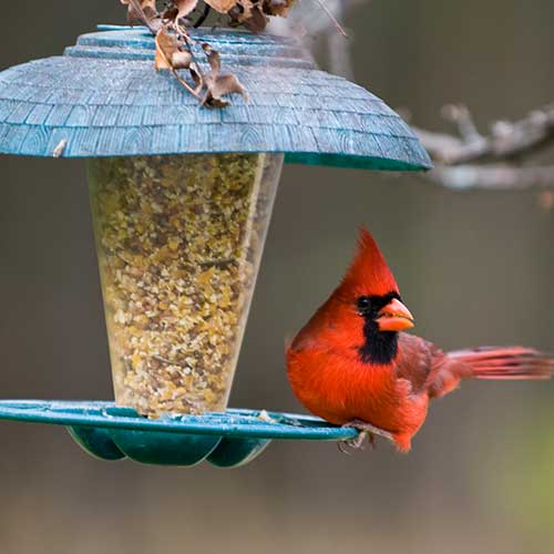 Bird Food & Supplies