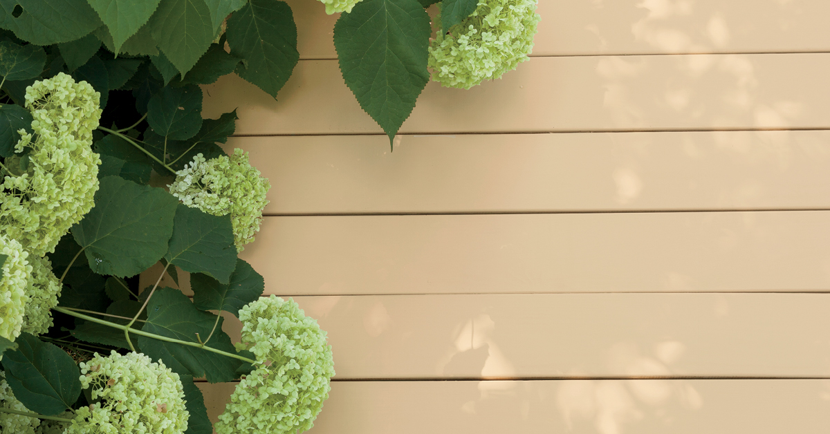 Pine Deck in Benjamin Moore Solid Exterior Stain, Richmond Bisque HC-177