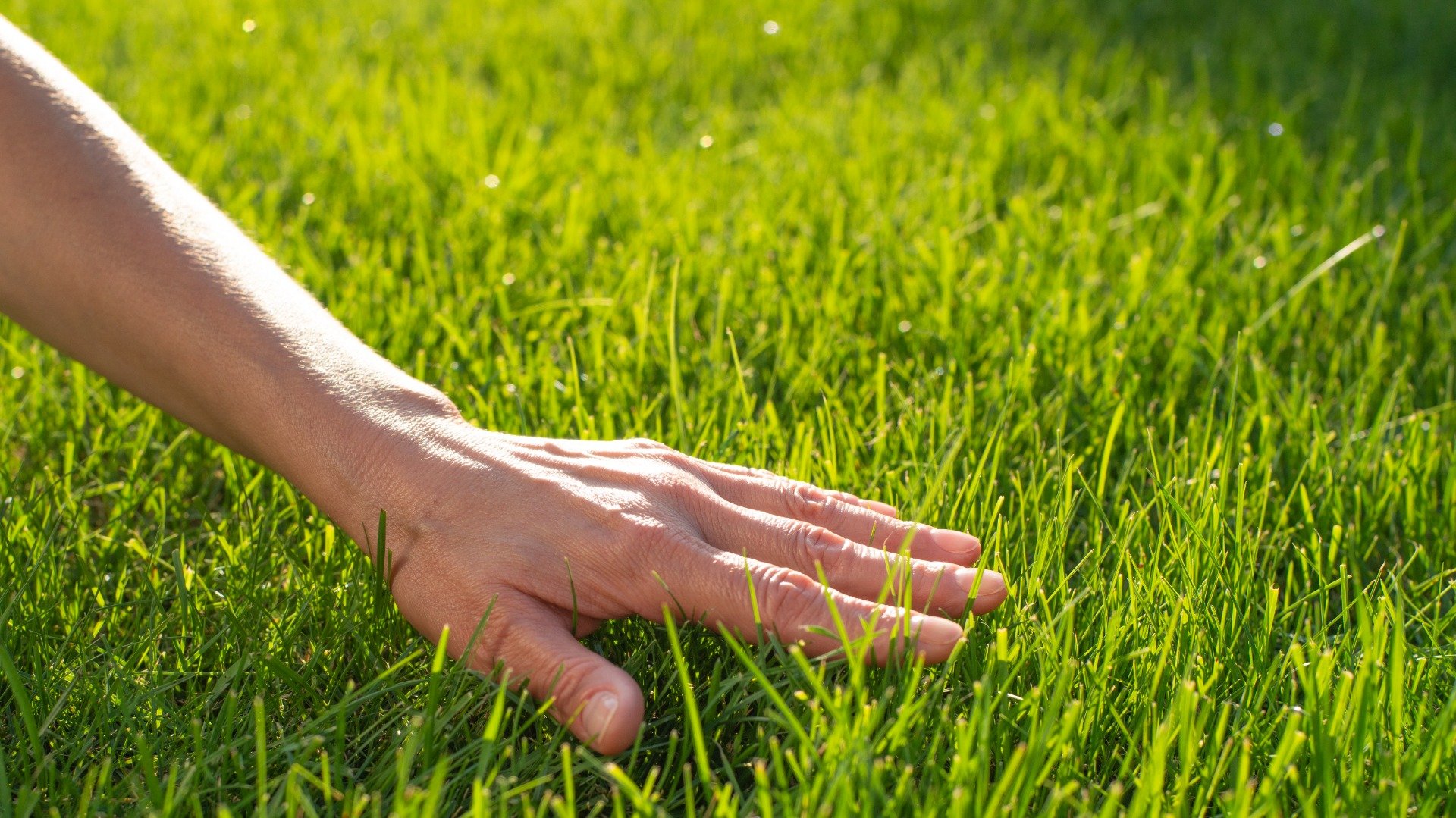 Grass Seed Planting